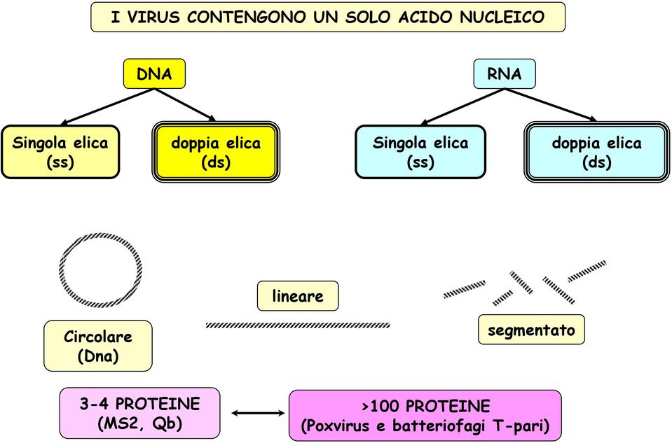 doppia elica (ds) lineare Circolare (Dna) segmentato 3-4