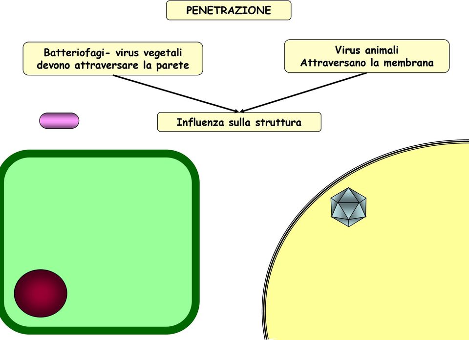 parete Virus animali Attraversano