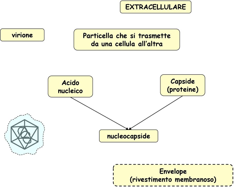 Acido nucleico Capside (proteine)