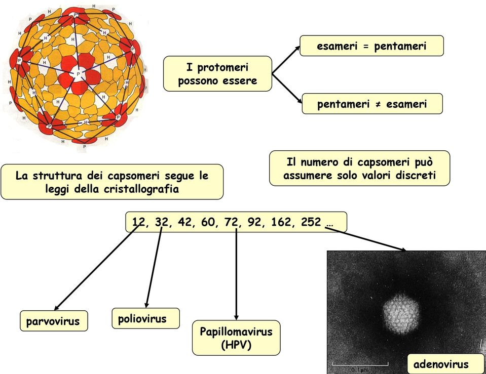 numero di capsomeri può assumere solo valori discreti 12, 32, 42,