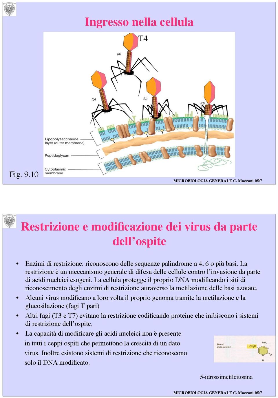 La cellula protegge il proprio DNA modificando i siti di riconoscimento degli enzimi di restrizione attraverso la metilazione delle basi azotate.