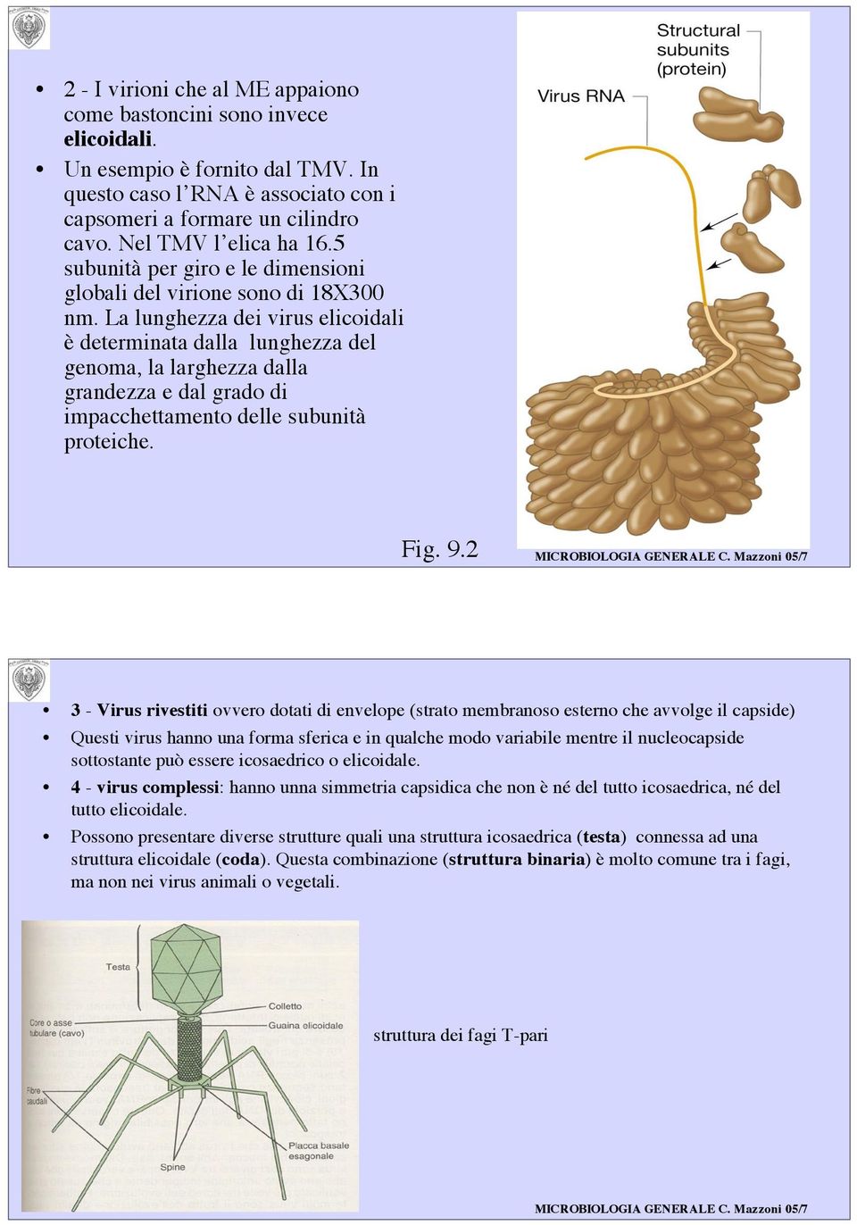 La lunghezza dei virus elicoidali è determinata dalla lunghezza del genoma, la larghezza dalla grandezza e dal grado di impacchettamento delle subunità proteiche. Fig. 9.