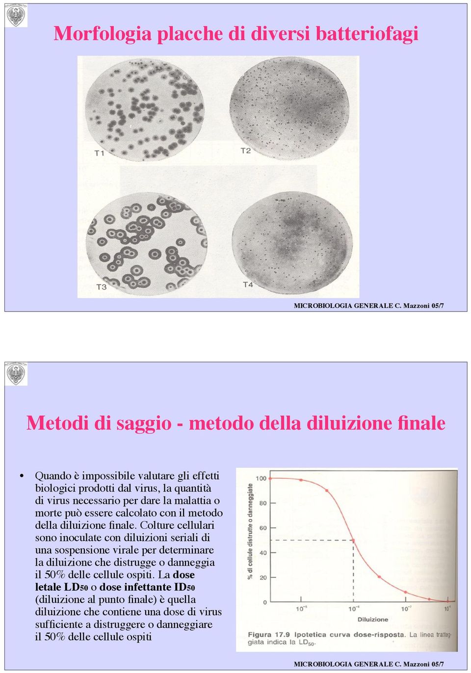 Colture cellulari sono inoculate con diluizioni seriali di una sospensione virale per determinare la diluizione che distrugge o danneggia il 50% delle cellule