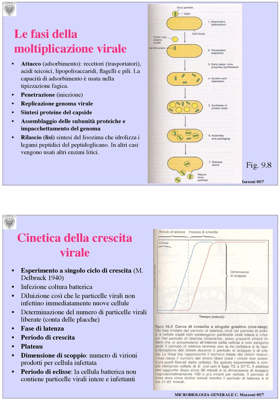 Penetrazione (iniezione) Replicazione genoma virale Sintesi proteine del capside Assemblaggio delle subunità proteiche e impacchettamento del genoma Rilascio (lisi) sintesi del lisozima che idrolizza