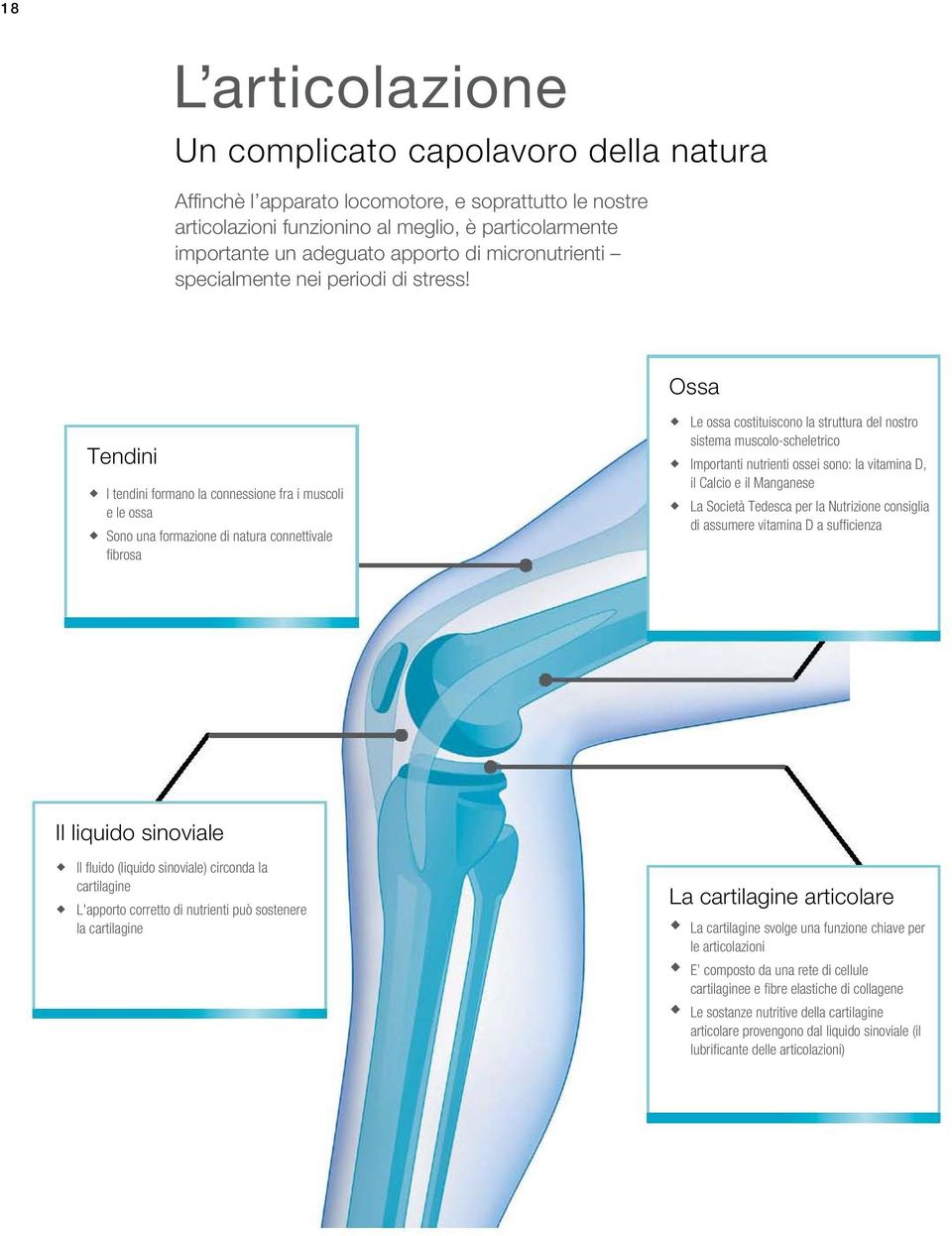 Ossa Tendini I tendini formano la connessione fra i muscoli e le ossa Sono una formazione di natura connettivale fibrosa Le ossa costituiscono la struttura del nostro sistema muscolo-scheletrico