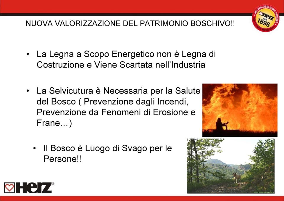 nell Industria La Selvicutura è Necessaria per la Salute del Bosco (