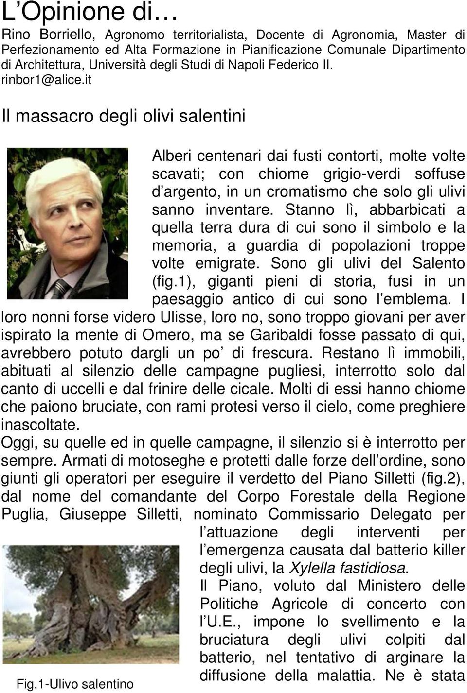 it Il massacro degli olivi salentini Alberi centenari dai fusti contorti, molte volte scavati; con chiome grigio-verdi soffuse d argento, in un cromatismo che solo gli ulivi sanno inventare.