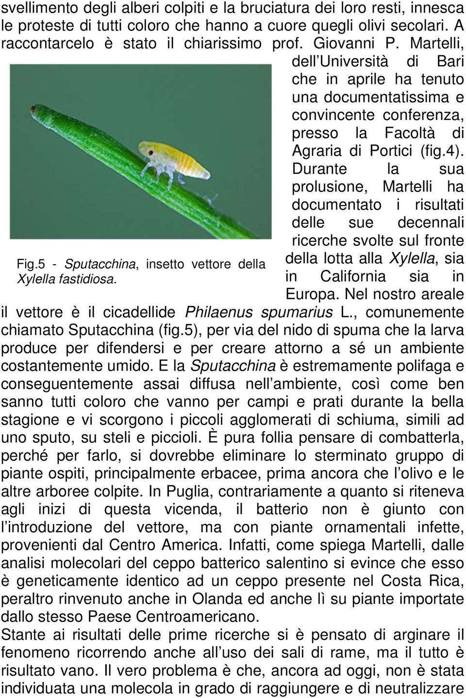 Durante la sua prolusione, Martelli ha documentato i risultati delle sue decennali ricerche svolte sul fronte Fig.5 - Sputacchina, insetto vettore della Xylella fastidiosa.