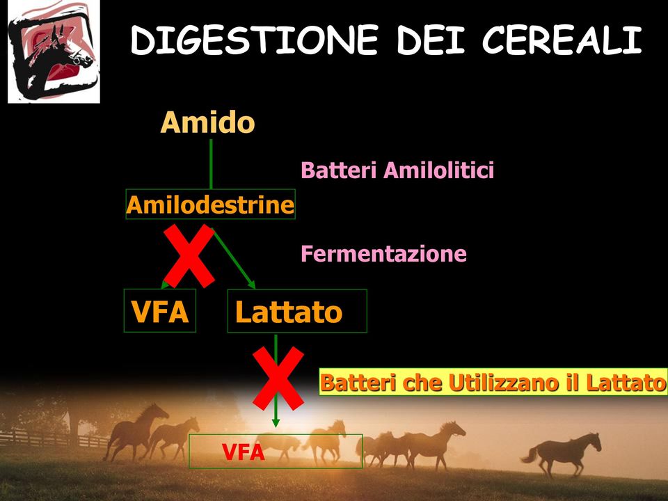 Amilolitici Fermentazione VFA