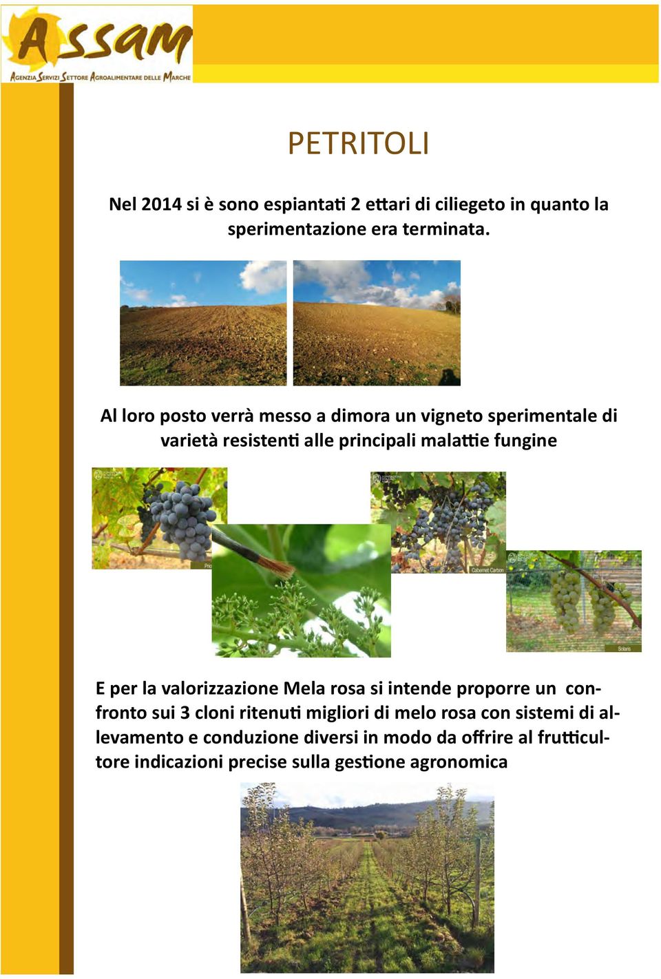 E per la valorizzazione Mela rosa si intende proporre un confronto sui 3 cloni ritenuti migliori di melo rosa con