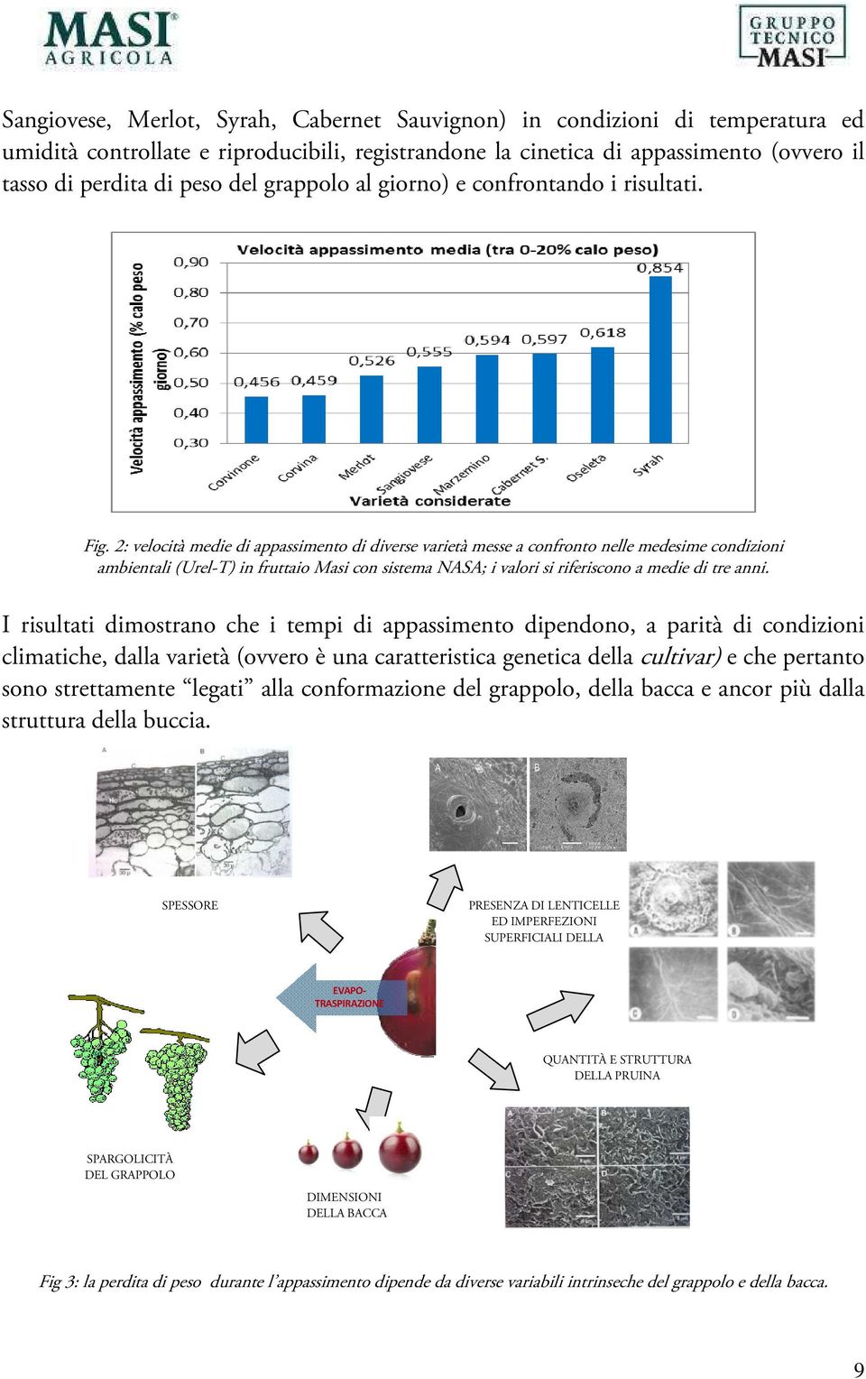 2: velocità medie di appassimento di diverse varietà messe a confronto nelle medesime condizioni ambientali (Urel-T) in fruttaio Masi con sistema NASA; i valori si riferiscono a medie di tre anni.