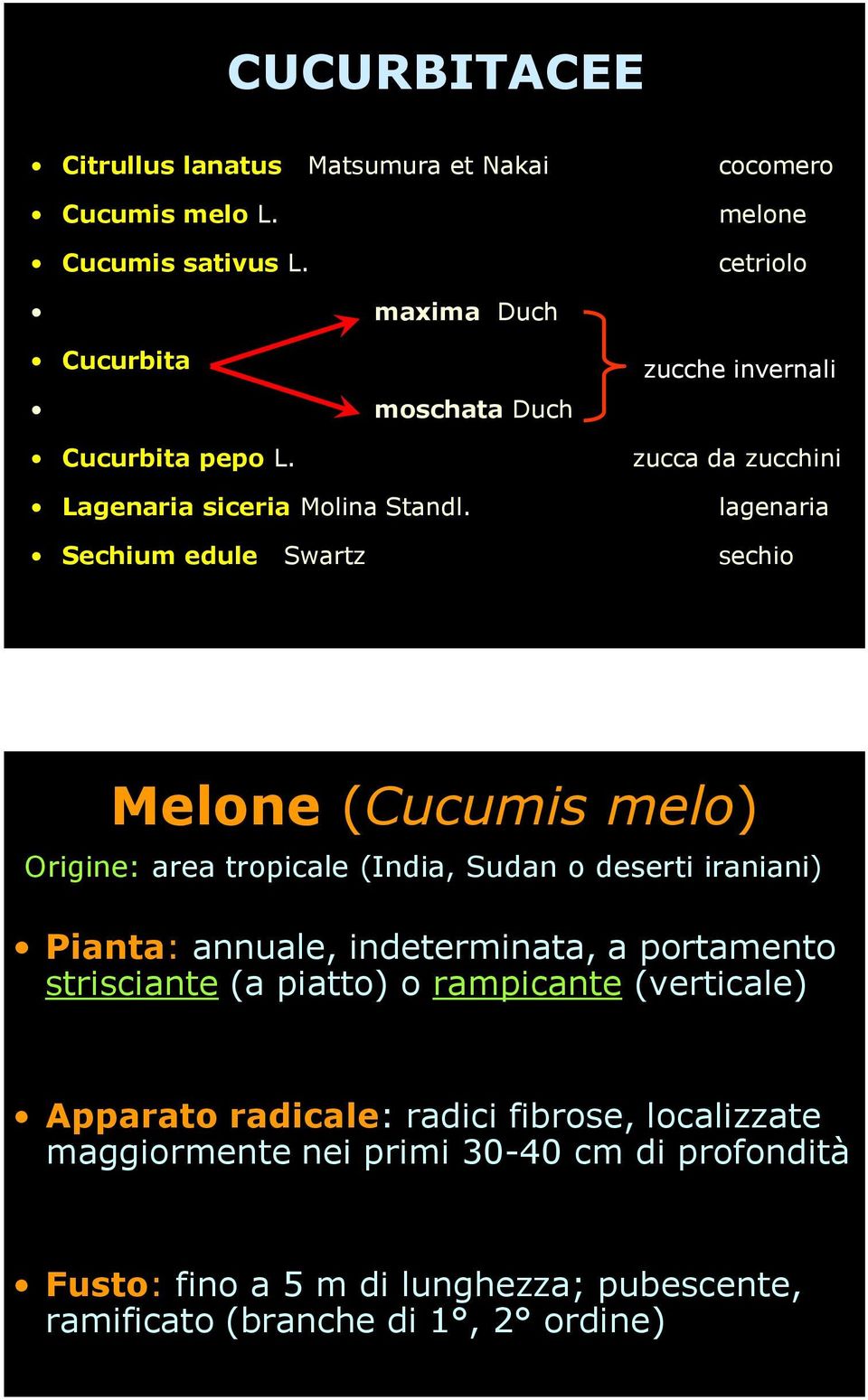 lagenaria Sechium edule Swartz sechio Melone (Cucumis melo) Origine: area tropicale (India, Sudan o deserti iraniani) Pianta: annuale, indeterminata, a