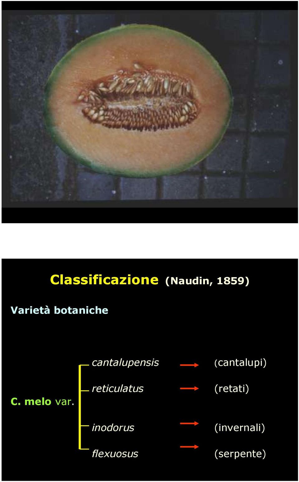 cantalupensis reticulatus inodorus