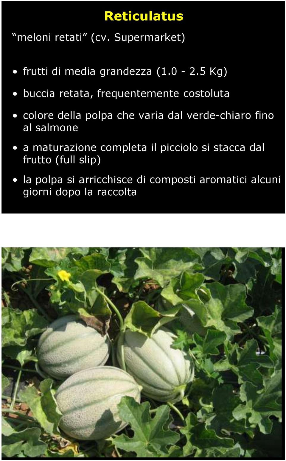 verde-chiaro fino al salmone a maturazione completa il picciolo si stacca dal