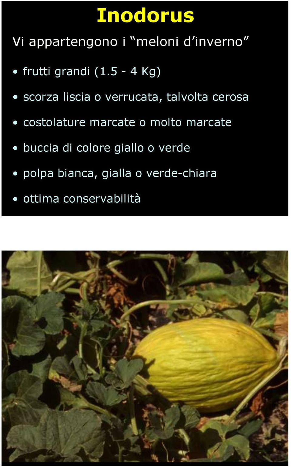 costolature marcate o molto marcate buccia di colore giallo