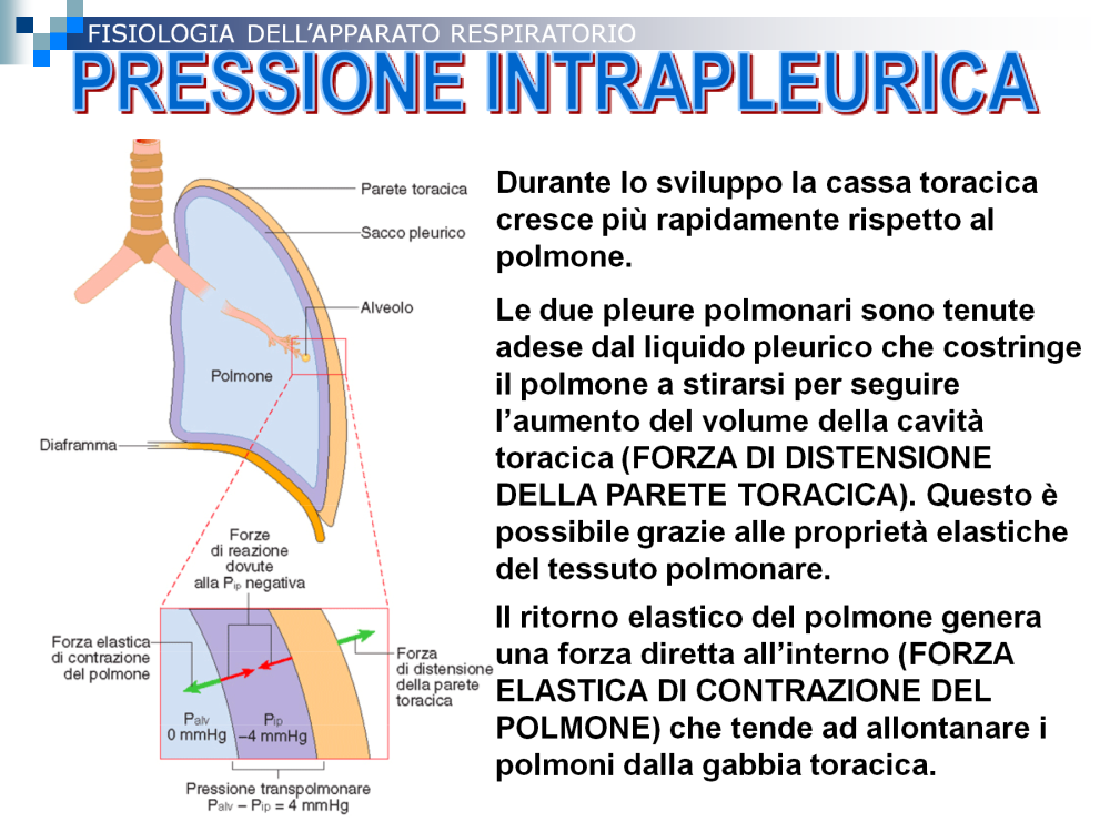 Nella cavità pleurica esiste una pressione negativa (subatmosferica) detta pressione intrapleurica che si forma durante lo sviluppo.