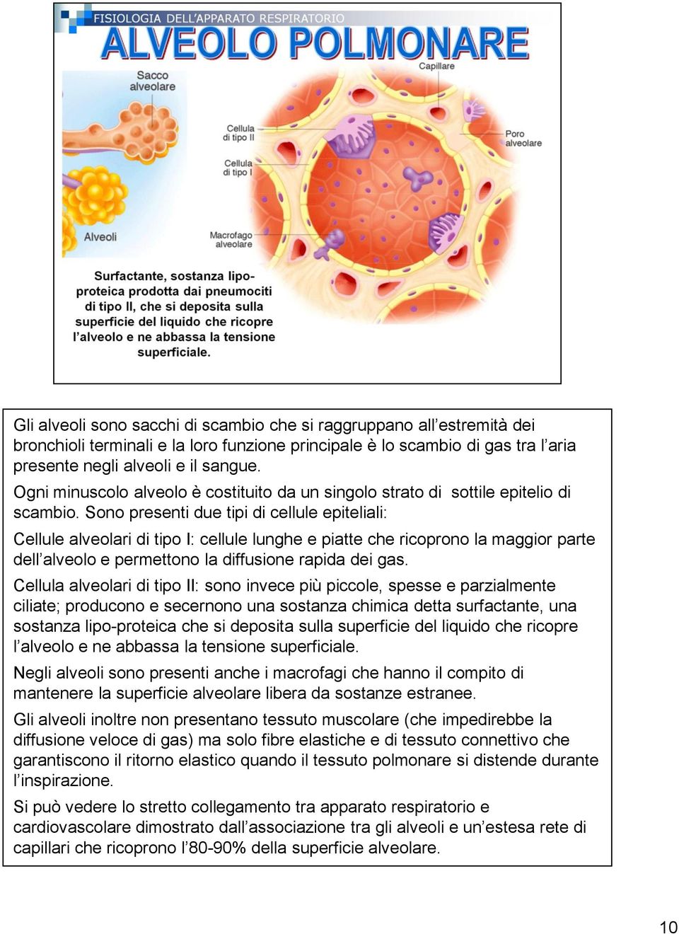 Sono presenti due tipi di cellule epiteliali: Cellule alveolari di tipo I: cellule lunghe e piatte che ricoprono la maggior parte dell alveolo e permettono la diffusione rapida dei gas.