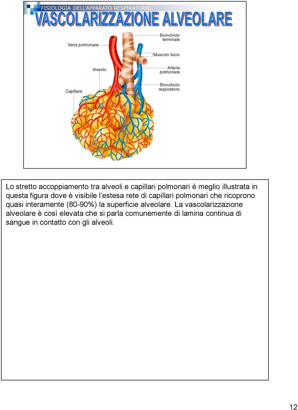 interamente (80-90%) la superficie alveolare.