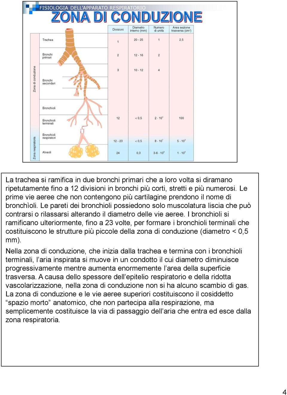 Le pareti dei bronchioli possiedono solo muscolatura liscia che può contrarsi o rilassarsi alterando il diametro delle vie aeree.