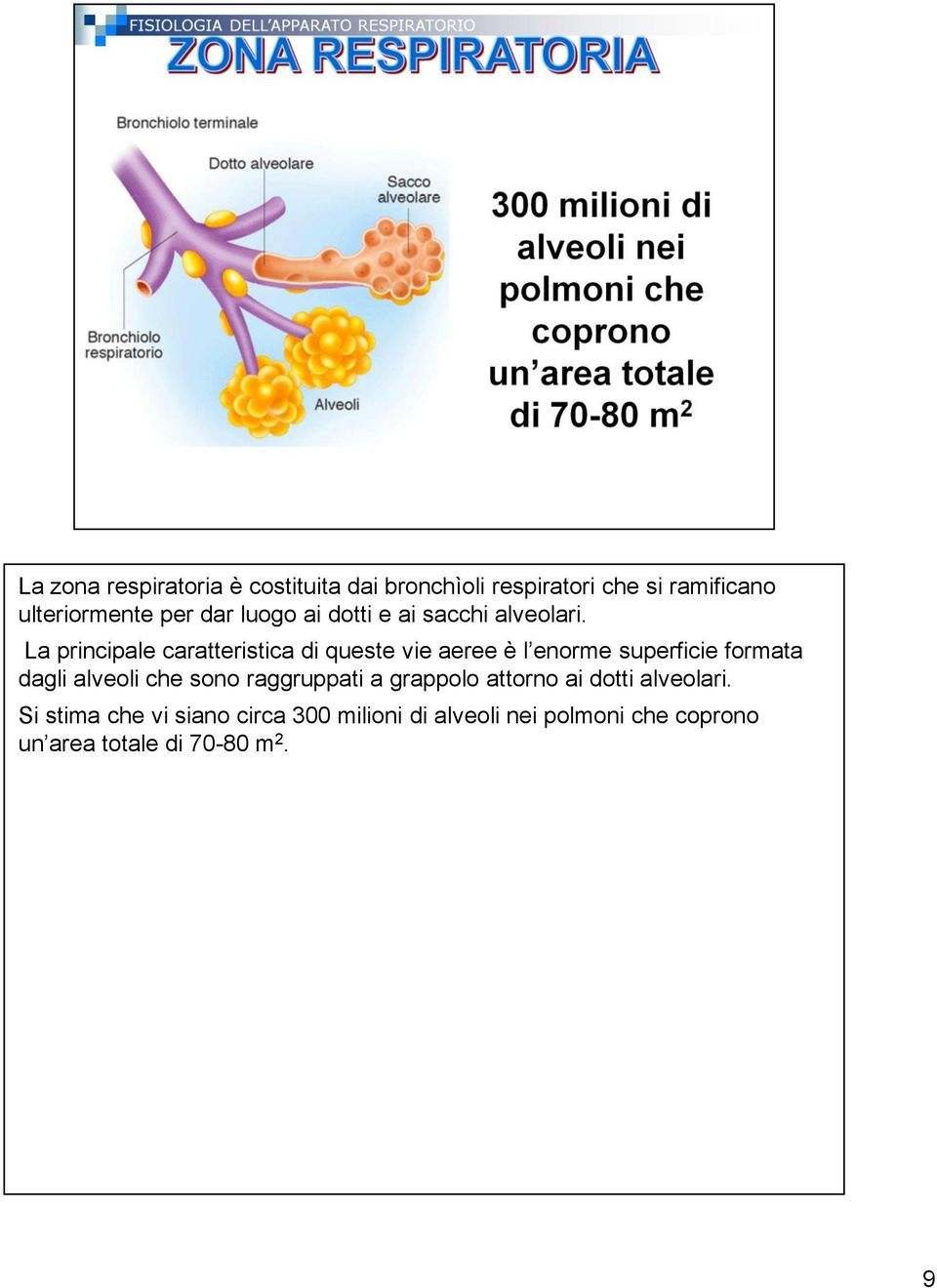 La principale caratteristica di queste vie aeree è l enorme superficie formata dagli alveoli che