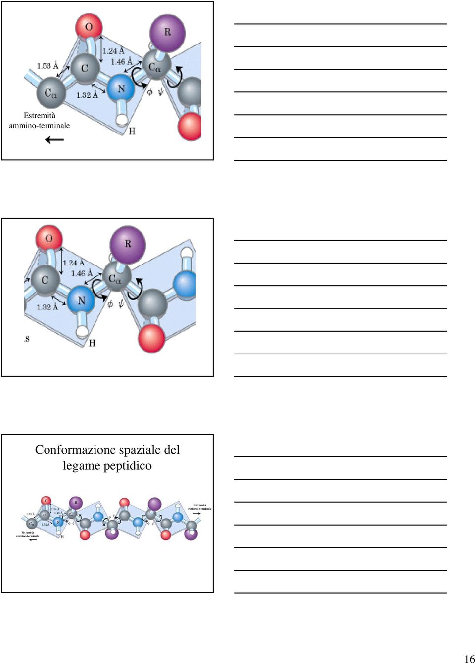 legame peptidico Estremità