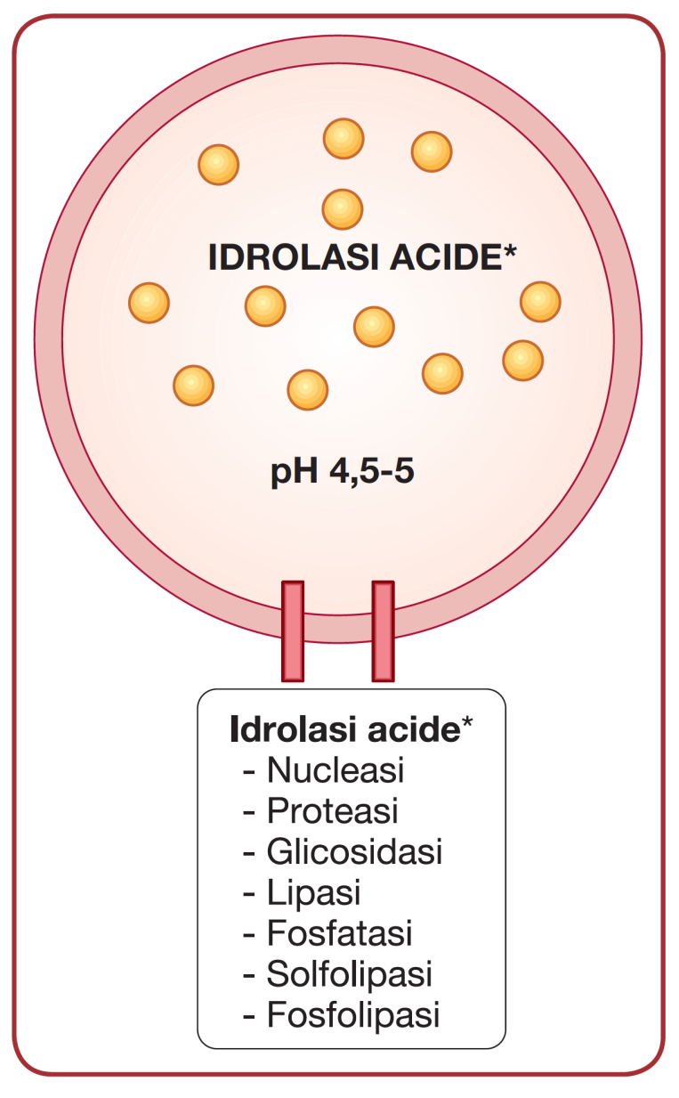 Enzimi Lisosomiali Circa 50 diversi enzimi Idrolasi acide Attive a ph 5.