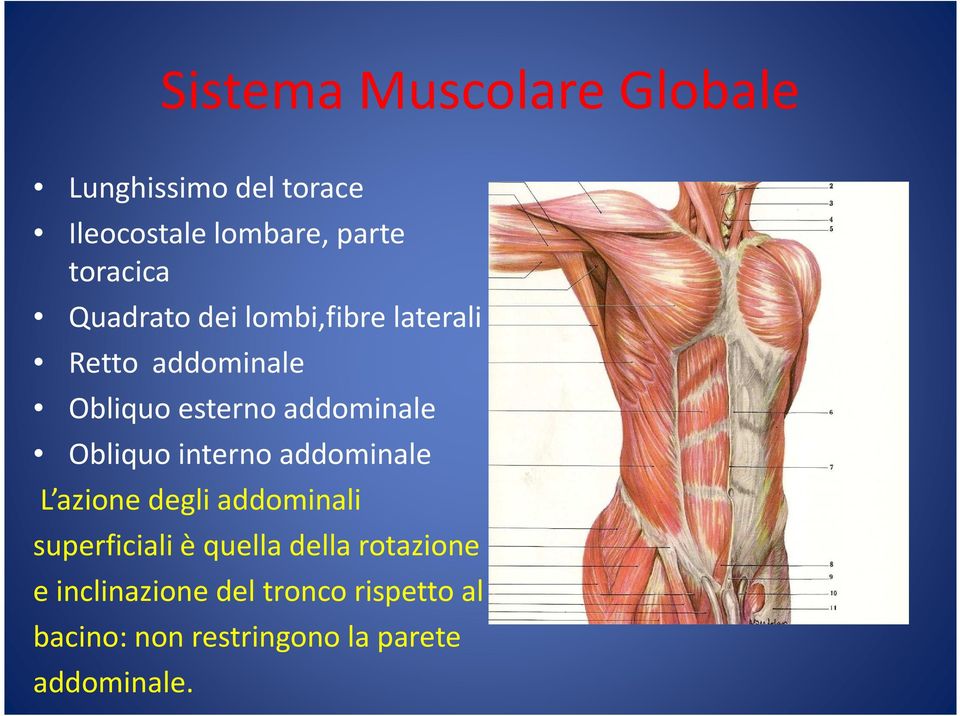 Obliquo interno addominale L azione degli addominali superficiali è quella della