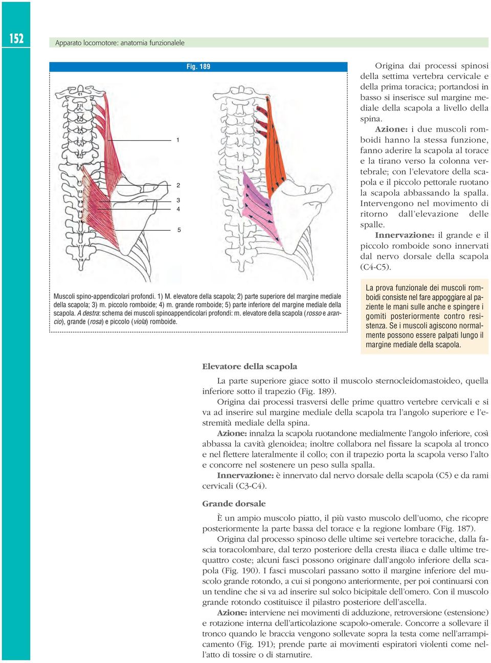 Azione: i due muscoli romboidi hanno la stessa funzione, fanno aderire la scapola al torace e la tirano verso la colonna vertebrale; con l elevatore della scapola e il piccolo pettorale ruotano la