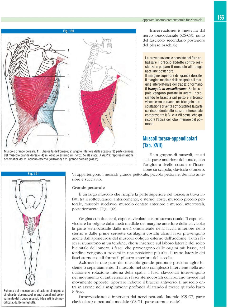 Il margine superiore del grande dorsale, il margine mediale della scapola e il margine inferolaterale del trapezio formano il triangolo di auscultazione.