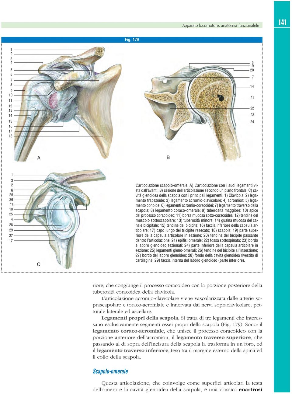 ) Clavicola; ) legamento trapezoide; ) legamento acromio-clavicolare; ) acromion; ) legamento conoide; 6) legamenti acromio-coracoidei; 7) legamento traverso della scapola; 8) legamento