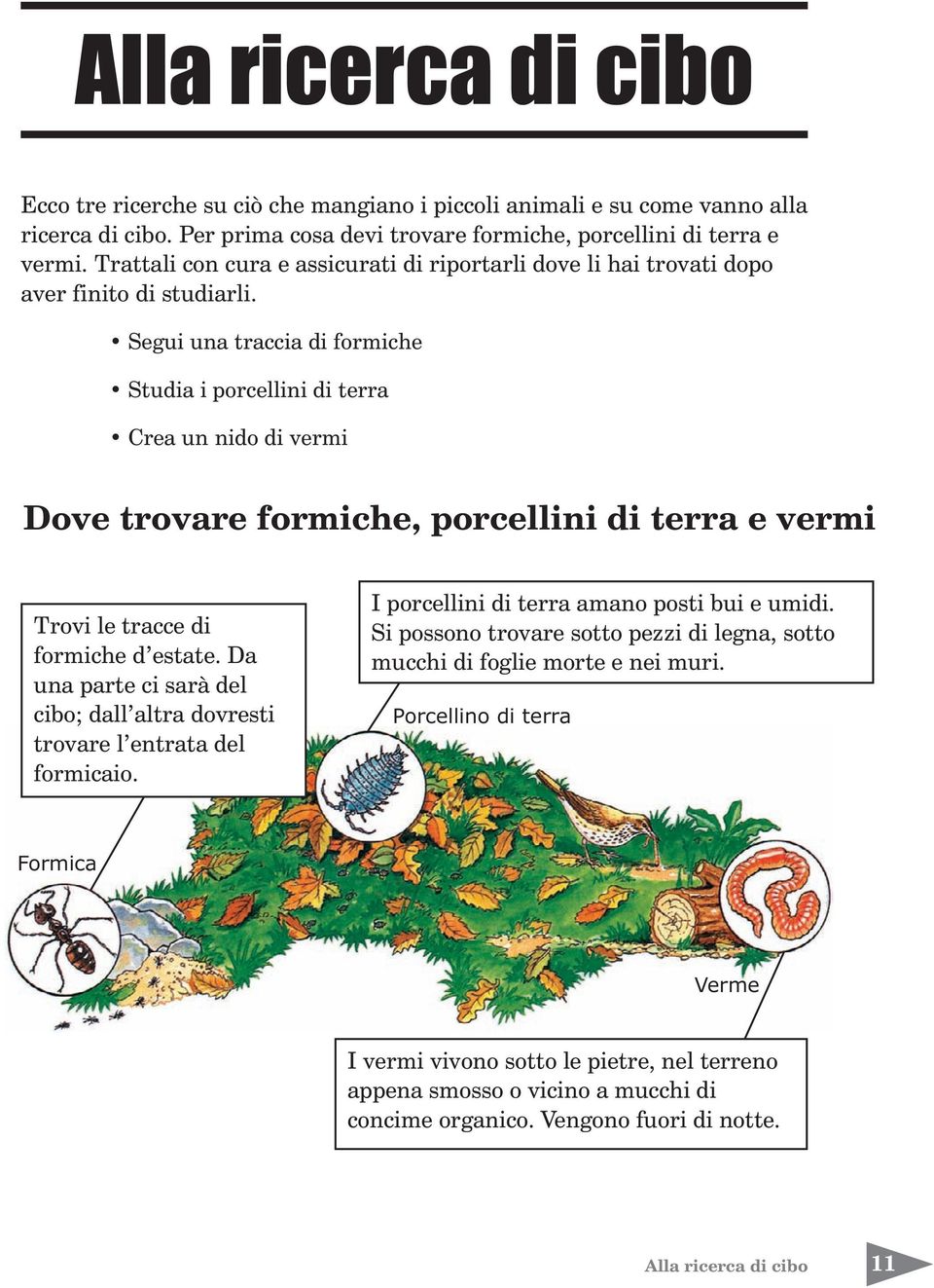 Segui una traccia di formiche Studia i porcellini di terra rea un nido di vermi ove trovare formiche, porcellini di terra e vermi Trovi le tracce di formiche d estate.