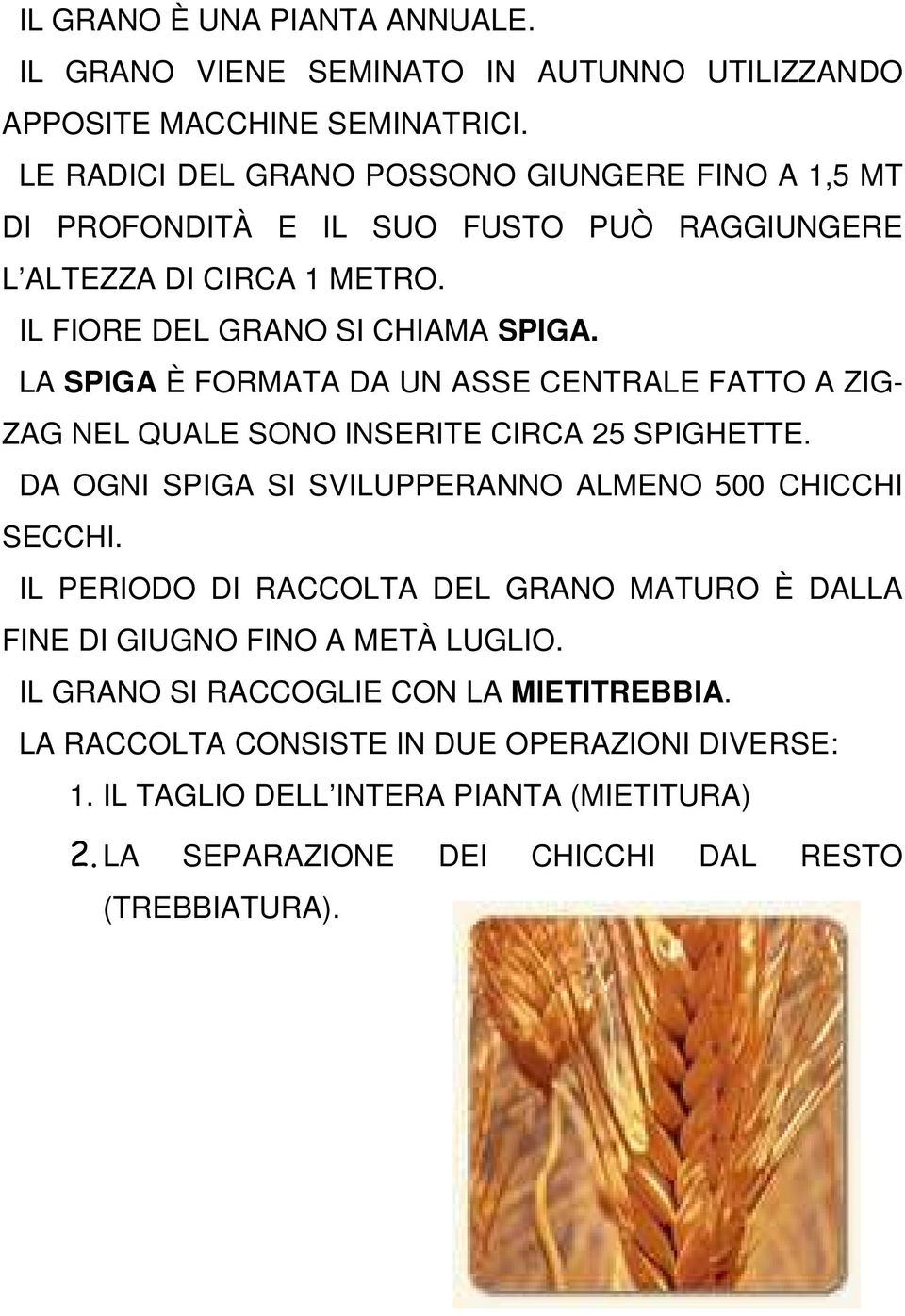 LA SPIGA È FORMATA DA UN ASSE CENTRALE FATTO A ZIG- ZAG NEL QUALE SONO INSERITE CIRCA 25 SPIGHETTE. DA OGNI SPIGA SI SVILUPPERANNO ALMENO 500 CHICCHI SECCHI.