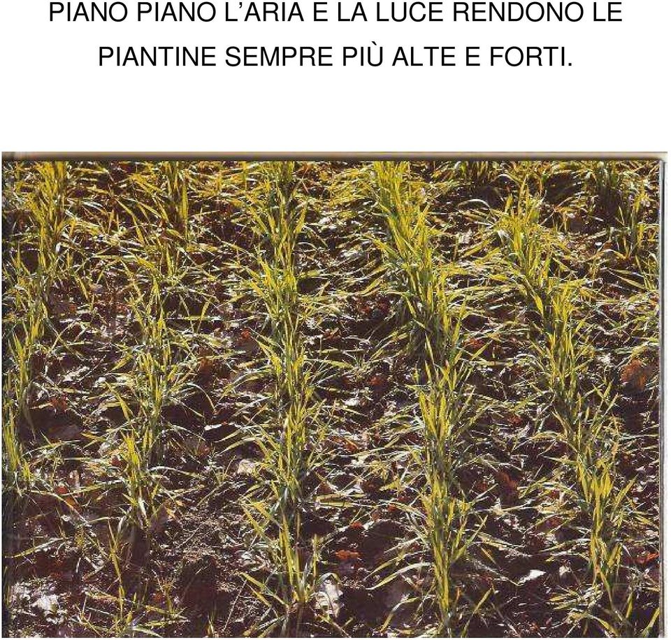 LE PIANTINE SEMPRE