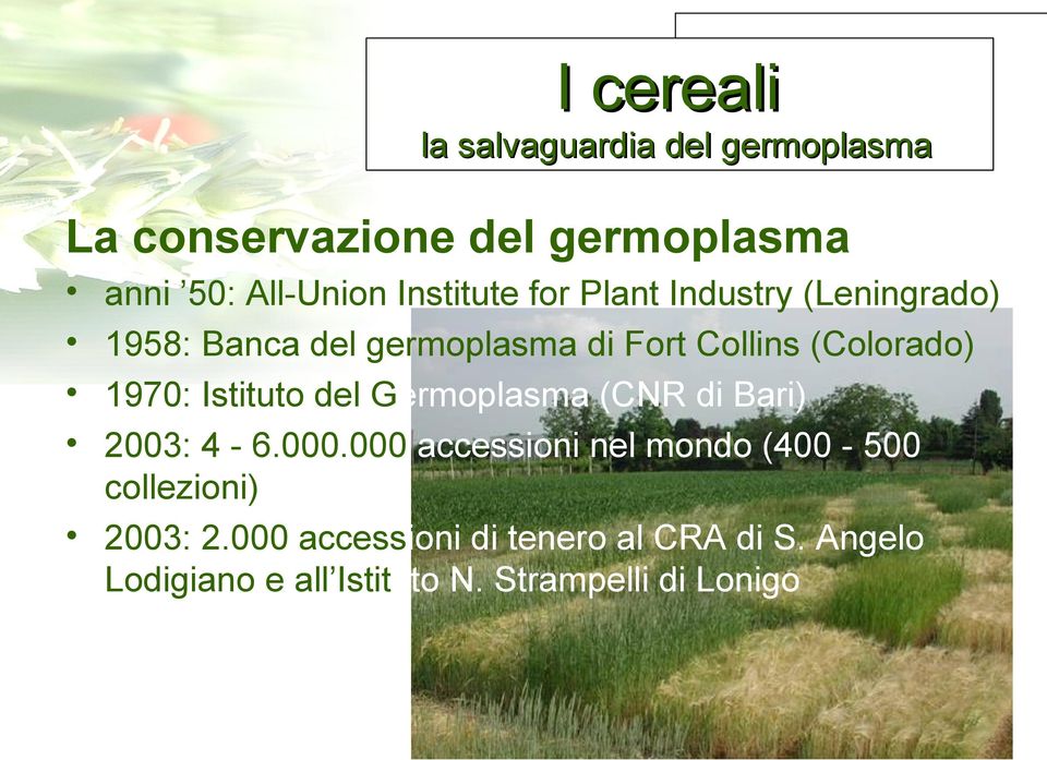 1970: Istituto del Germoplasma (CNR di Bari) 2003: 4-6.000.