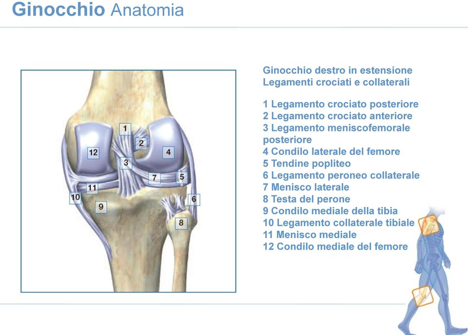 femore 5 Tendine popliteo 6 Legamento peroneo collaterale 7 Menisco laterale 8 Testa del perone 9