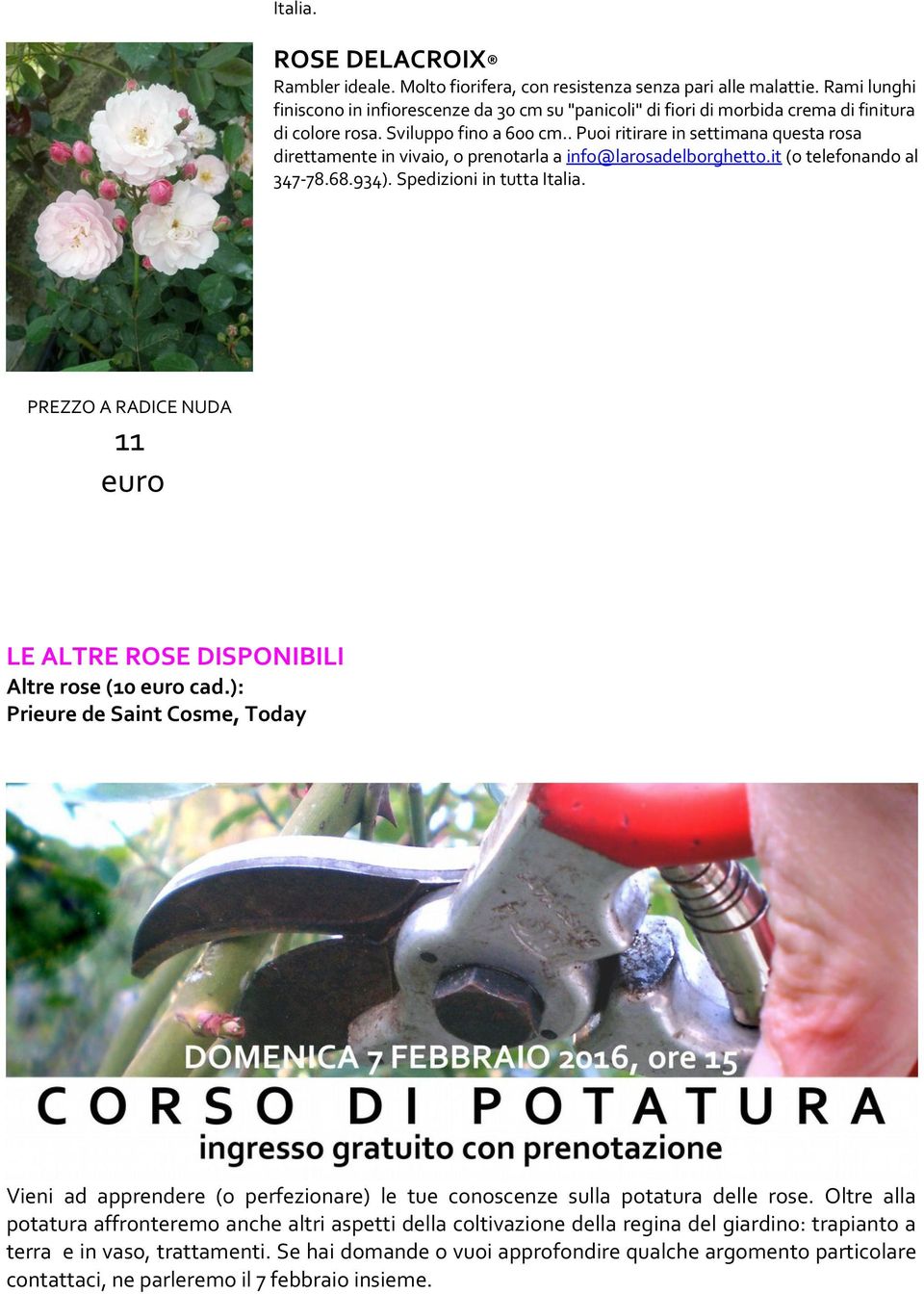 . Puoi ritirare in settimana questa rosa direttamente in vivaio, o prenotarla a info@larosadelborghetto.it (o telefonando al 347-78.68.934).