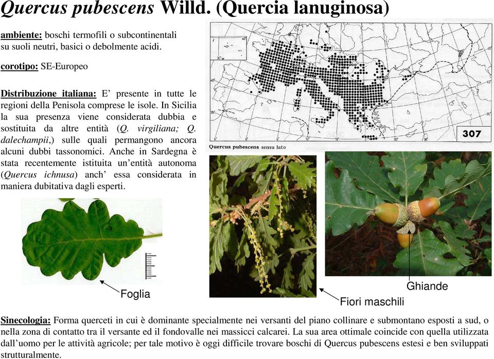 virgiliana; Q. dalechampii,) sulle quali permangono ancora alcuni dubbi tassonomici.