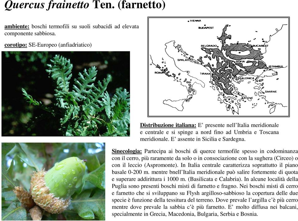 Sinecologia: Partecipa ai boschi di querce termofile spesso in codominanza con il cerro, più raramente da solo o in consociazione con la sughera (Circeo) o con il leccio (Aspromonte).