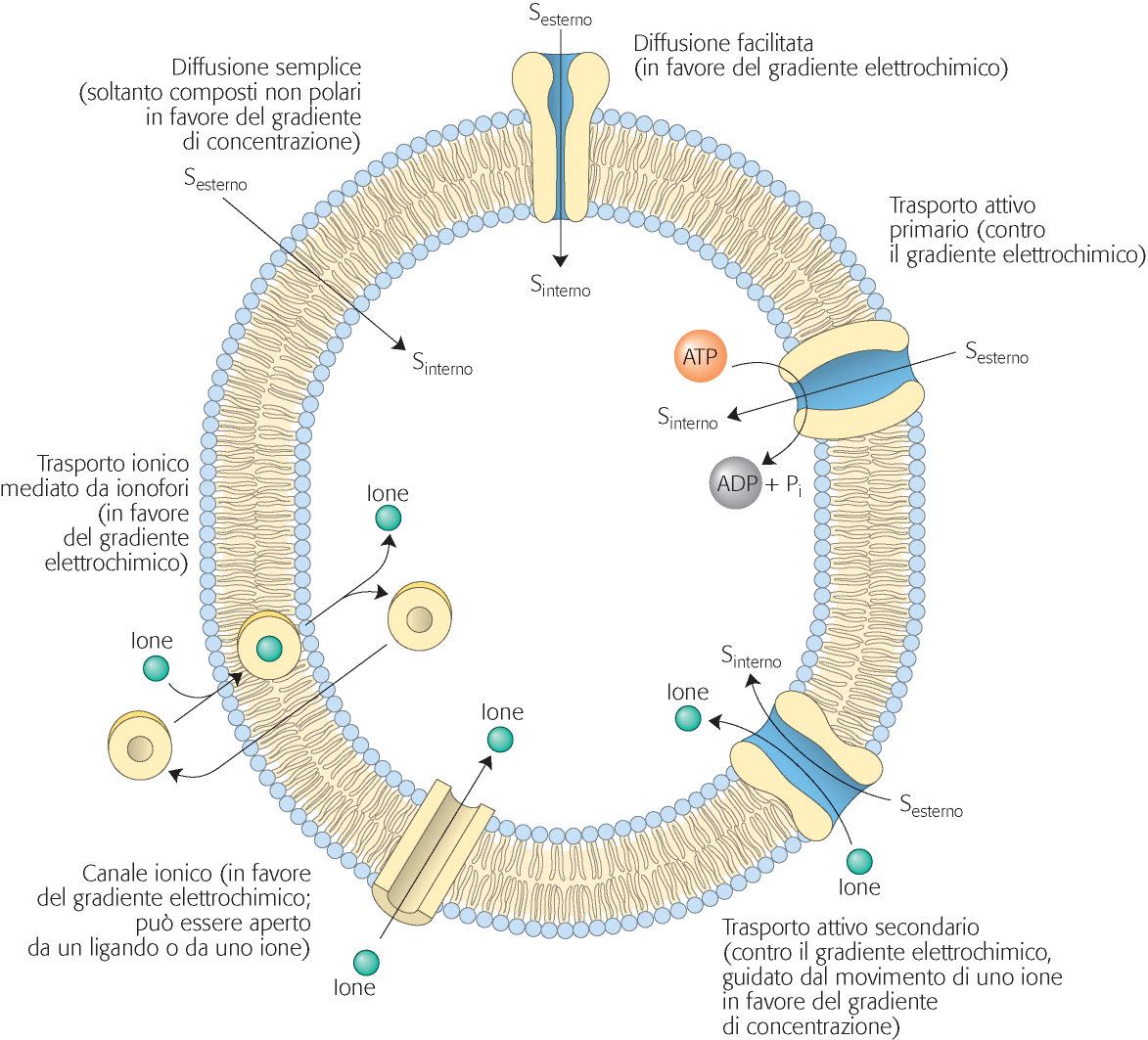 I soluti possono attraversare le membrane, ma spesso hanno bisogno di un aiutino D. L.