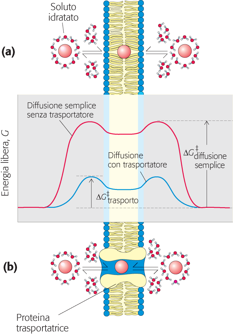 Nella diffusione semplice, l energia di attivazione è molto elevata perché la rimozione dell acqua è una reazione fortemente endoergonica.