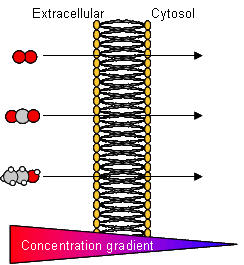 Se le particelle possono passare attraverso il doppio strato lipidico per semplice diffusione, allora nulla può limitare il numero di esse che attraversa la membrana.
