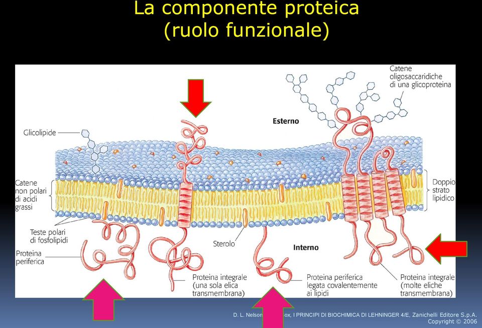 M. Cox, I PRINCIPI DI BIOCHIMICA DI