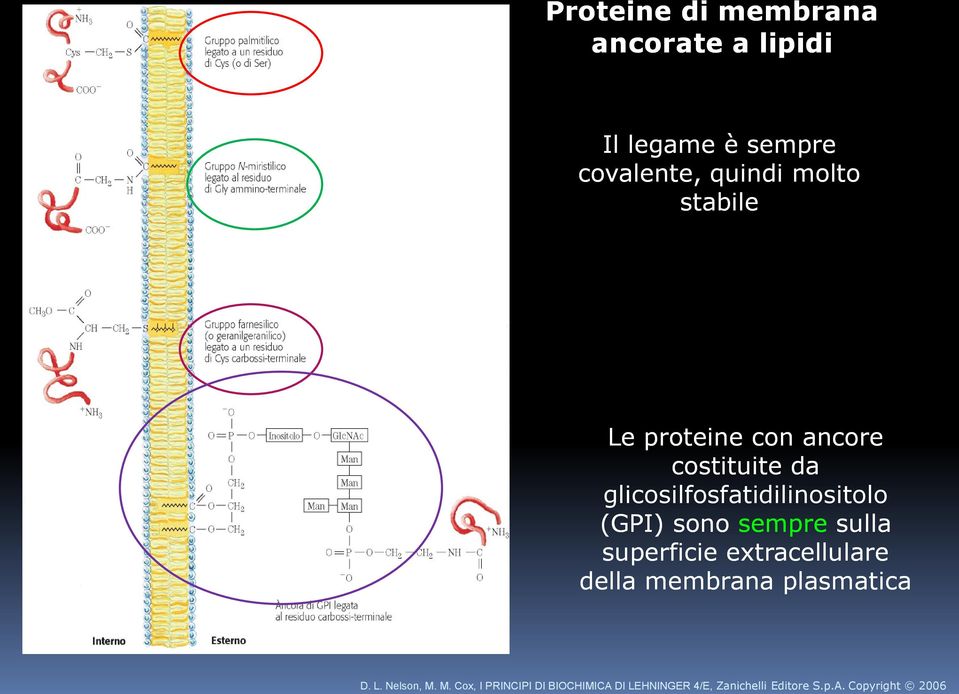 sempre sulla superficie extracellulare della membrana plasmatica D. L. Nelson, M.