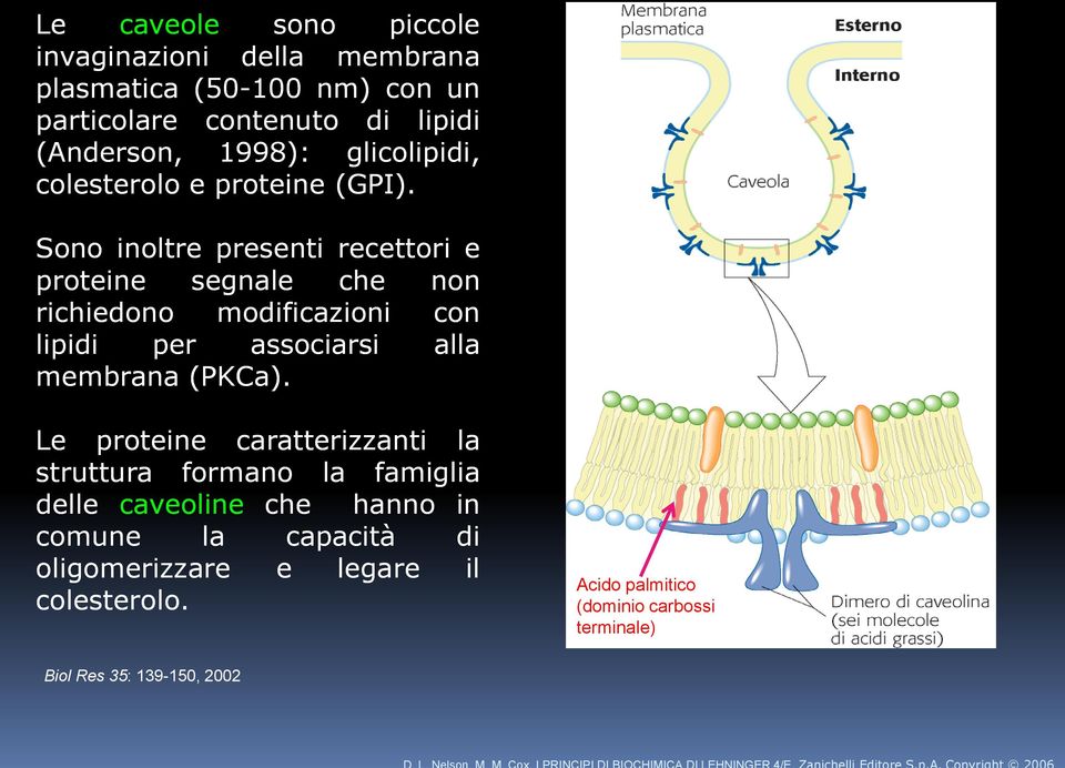 Sono inoltre presenti recettori e proteine segnale che non richiedono modificazioni con lipidi per associarsi alla membrana (PKCa).