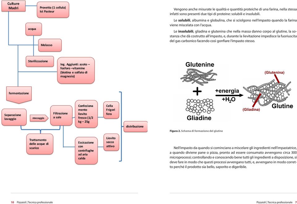 Le insolubili, gliadina e glutenina che nella massa danno corpo al glutine, la sostanza che dà costrutto all impasto, e, durante la lievitazione impedisce la fuoriuscita del gas carbonico facendo