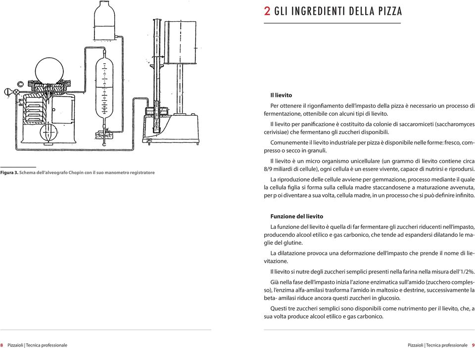 di lievito. Il lievito per panificazione è costituito da colonie di saccaromiceti (saccharomyces cerivisiae) che fermentano gli zuccheri disponibili.