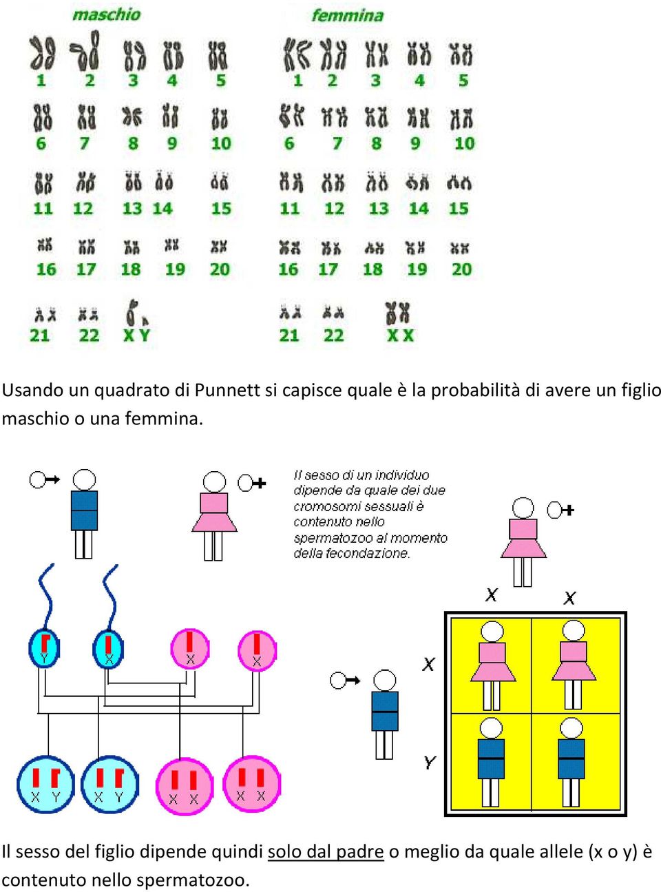 Il sesso del figlio dipende quindi solo dal padre o