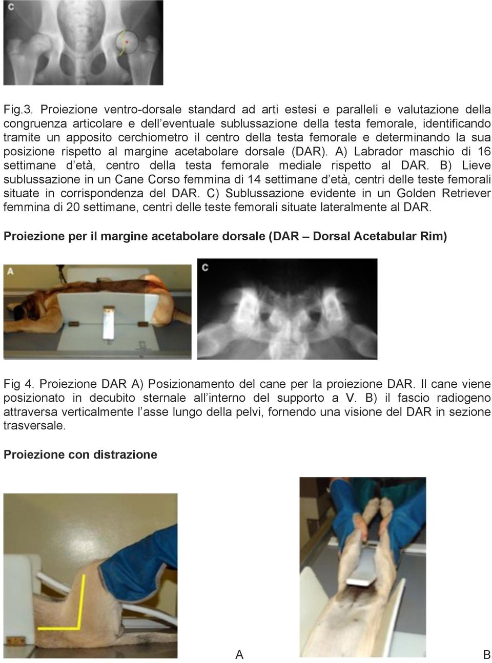 cerchiometro il centro della testa femorale e determinando la sua posizione rispetto al margine acetabolare dorsale (DAR).