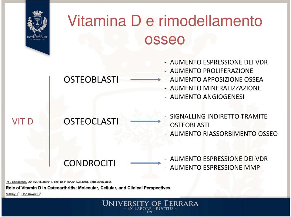 MINERALIZZAZIONE - AUMENTO ANGIOGENESI - SIGNALLING INDIRETTO TRAMITE OSTEOBLASTI -