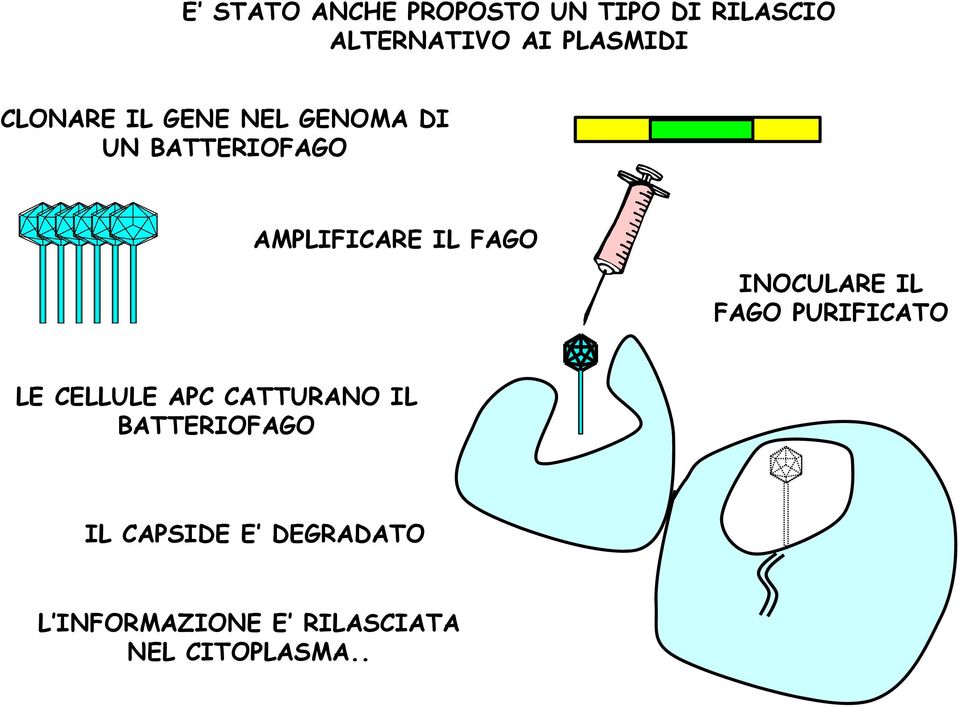 INOCULARE IL FAGO PURIFICATO LE CELLULE APC CATTURANO IL